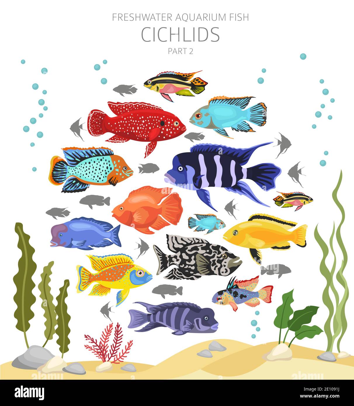 Pesce cichlidi. Acquario d'acqua dolce icona di pesce Set stile piatto isolato su bianco. Illustrazione vettoriale Illustrazione Vettoriale