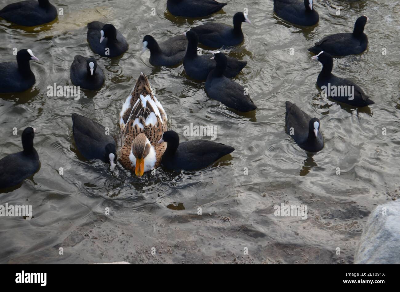 anatre e cormorani che nuotano nel lago Foto Stock