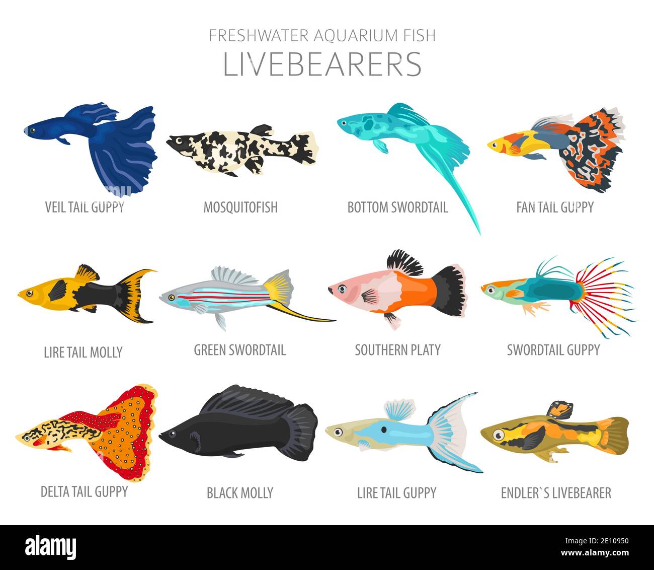 I portatori di vivai pescano. Acquario d'acqua dolce icona di pesce Set stile piatto isolato su bianco. Illustrazione vettoriale Illustrazione Vettoriale