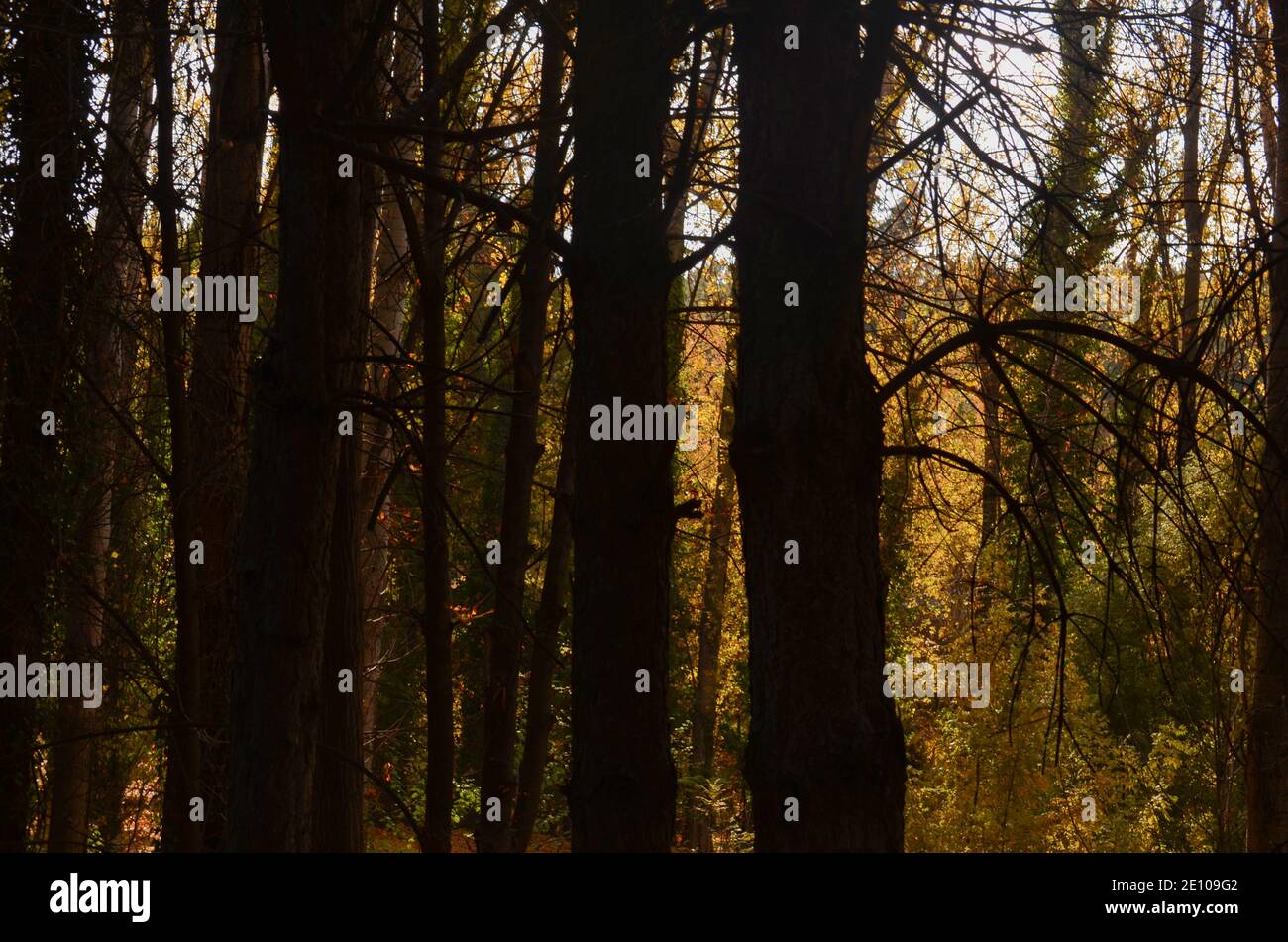 tronchi di albero nella foresta in autunno Foto Stock