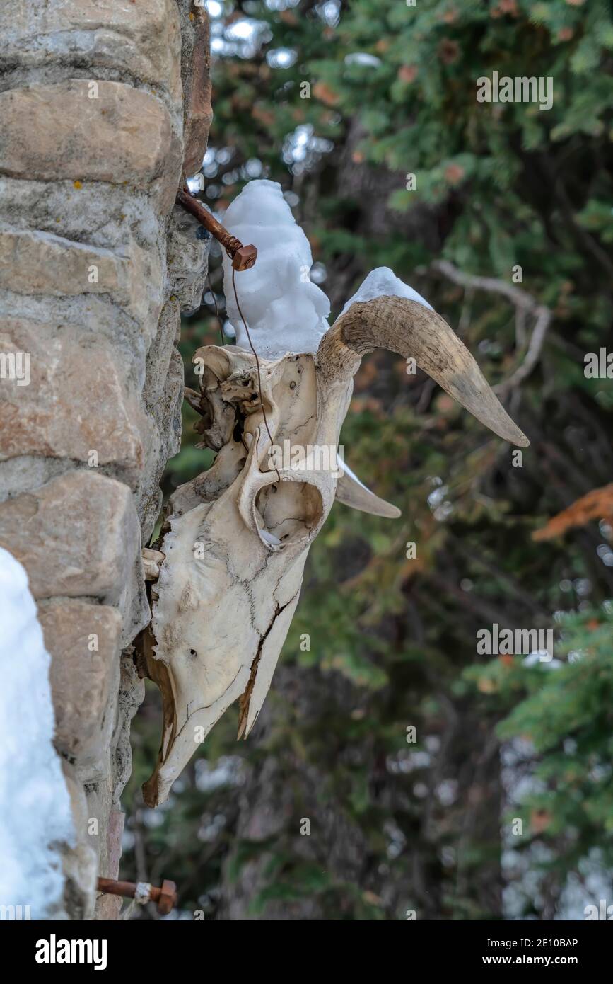 Cranio di animale morto con corno appeso su chiodo arrugginito contro la superficie della pietra Foto Stock