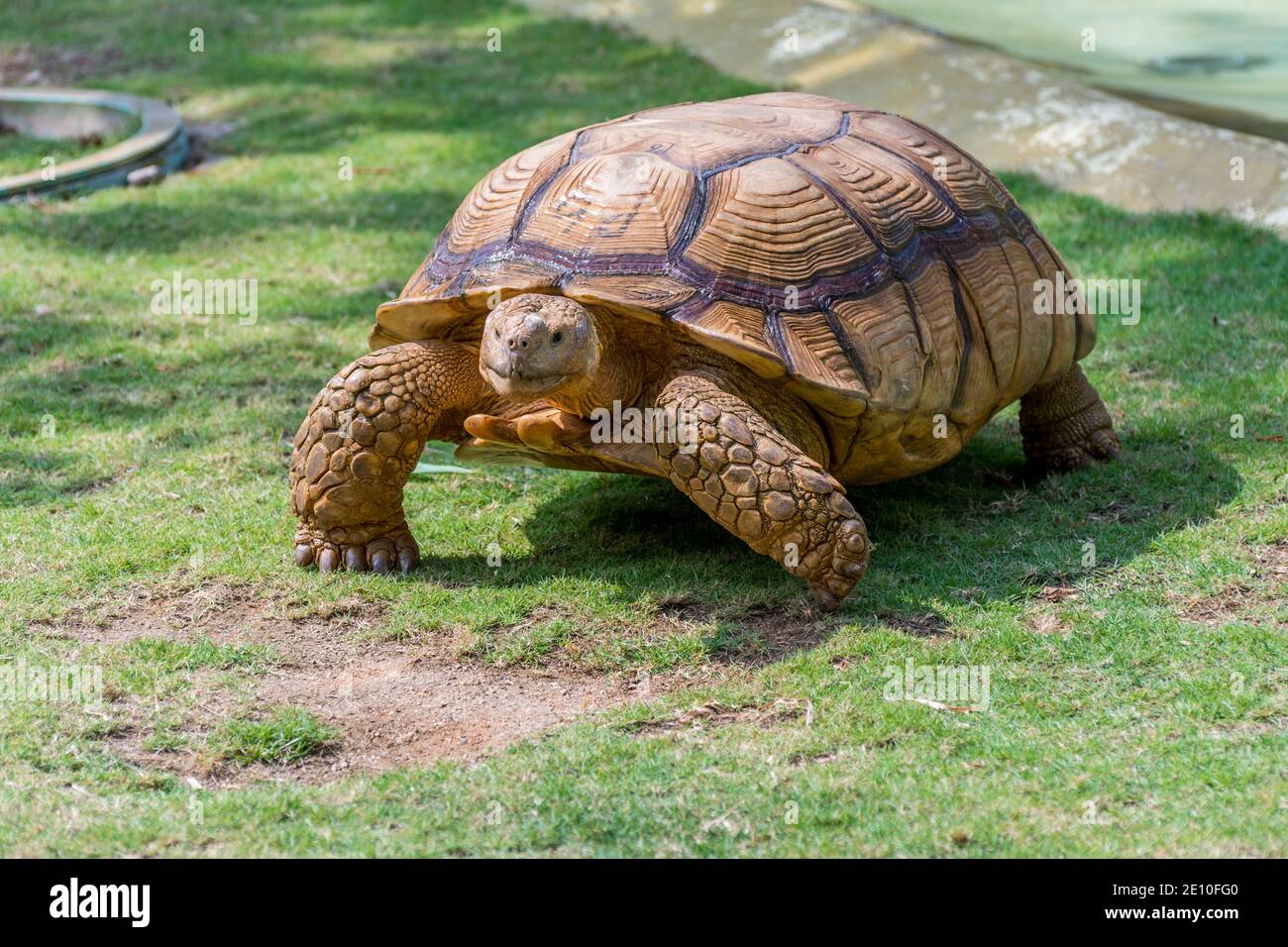 Tartaruga scanalata marrone, Tartaruga spurrata africana o Geochelone sulcata strisciando lentamente sulla prateria Foto Stock