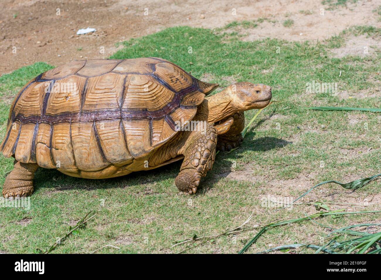 Tartaruga scanalata marrone, Tartaruga spurrata africana o Geochelone sulcata strisciando lentamente sulla prateria Foto Stock