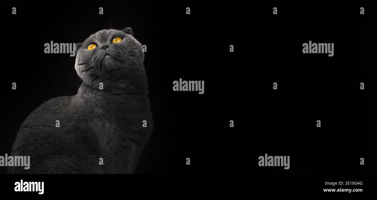 Scottish fold su uno sfondo nero isolato studio, copia spazio banner foto Foto Stock