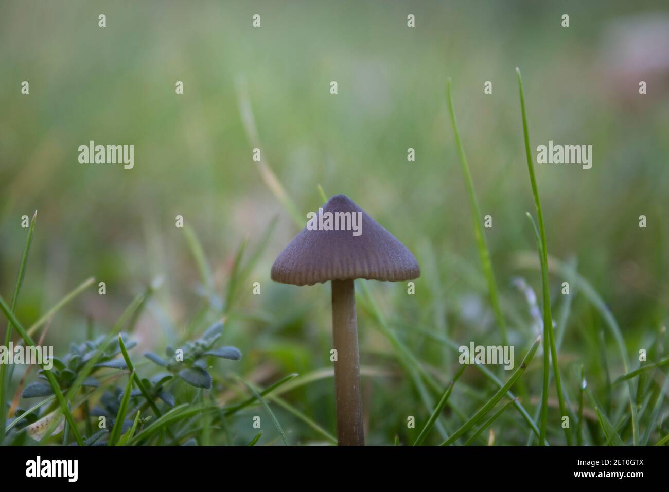 Perso tra il verde Foto Stock