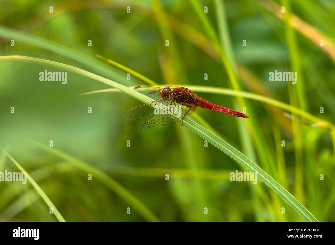 Libellula scarlatto maschio (Crocotemis erythraea) seduto su una foglia d'erba Foto Stock