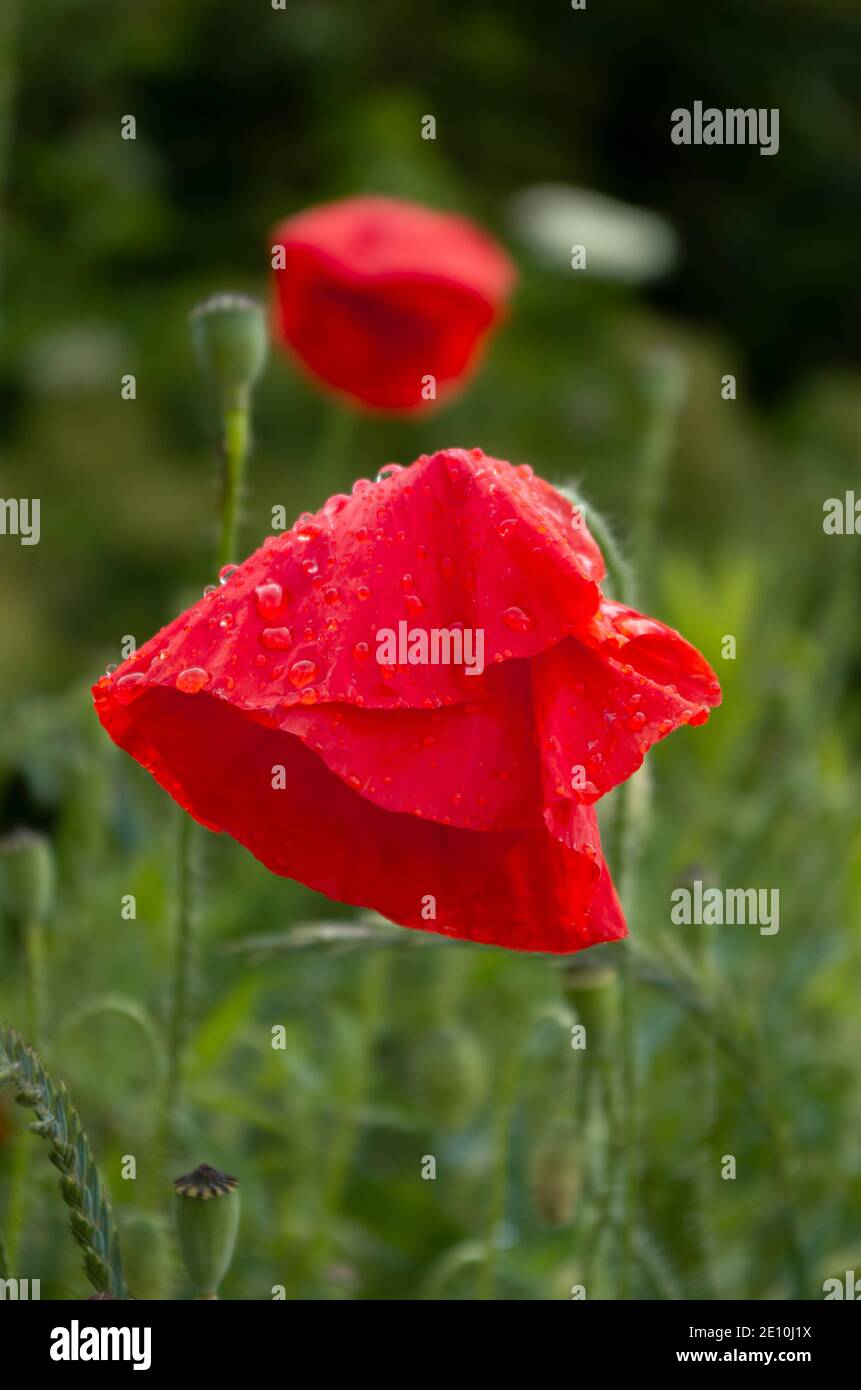 Bellissimi papaveri rossi selvatici con petali bagnati che fioriscono nel prato Foto Stock