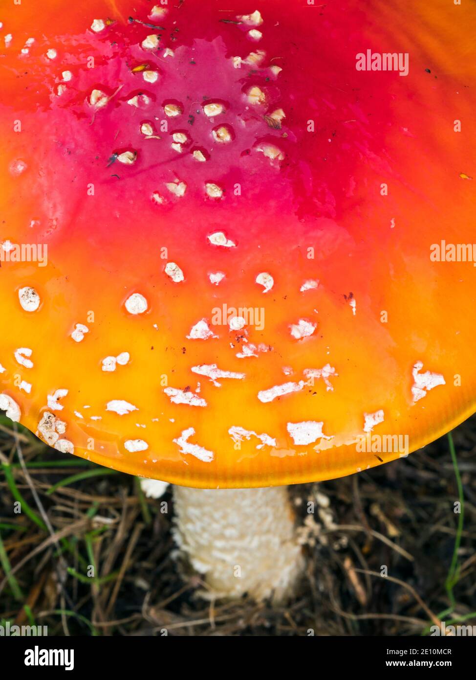 Primo piano di un fungo agarico Fly (Amanita muscaria), Dunwich, Suffolk, Inghilterra, Regno Unito Foto Stock