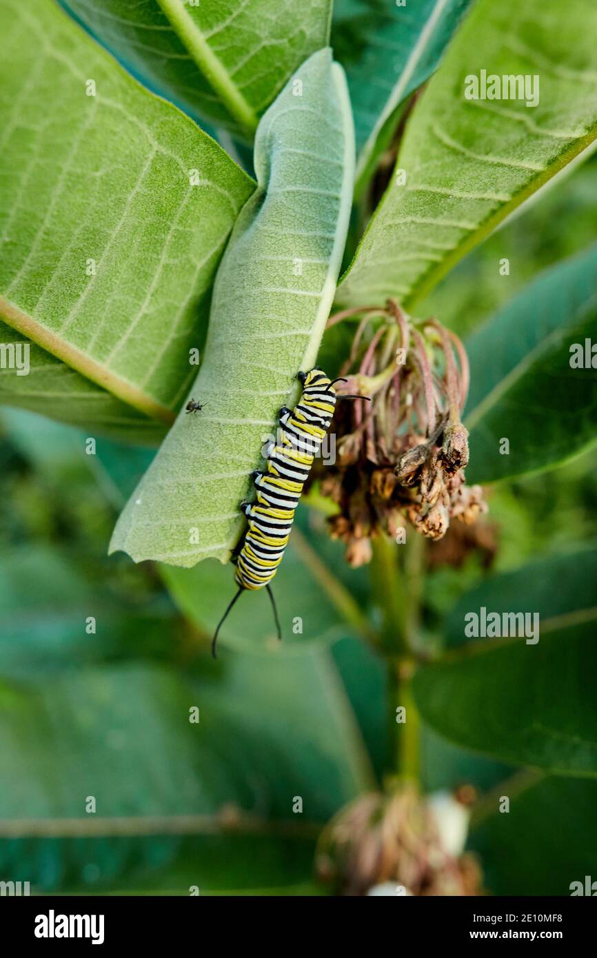Caterpillar e Beetle su uno stelo a balestra 1 Foto Stock