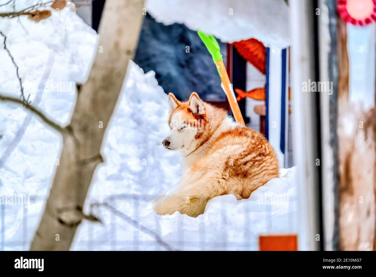 Cane sdraiato su un tumulo profondo di neve bianca fresca che copre il cortile di casa in inverno. Foto Stock