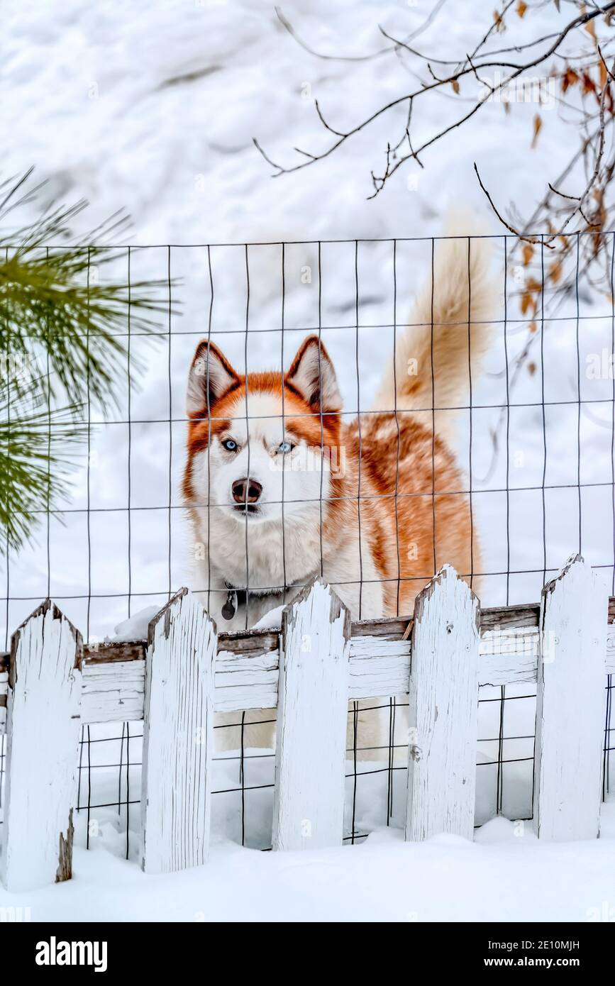 Cane Husky siberiano con occhi blu ghiaccio rosso e bianco cappotto e orecchie appuntite Foto Stock