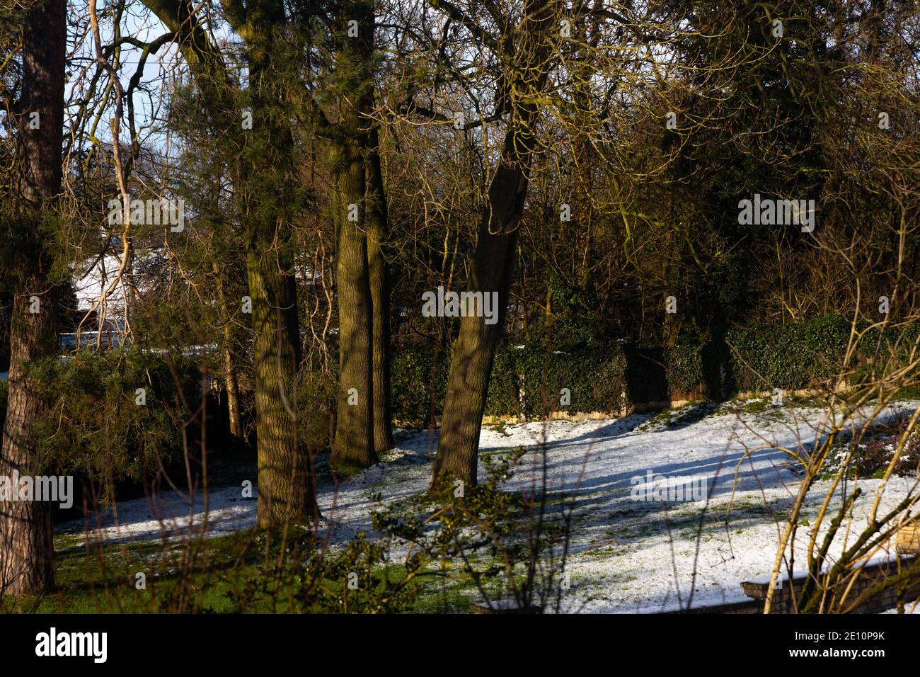 Alberi di bosco con il sole che splende e scioglie la neve Foto Stock