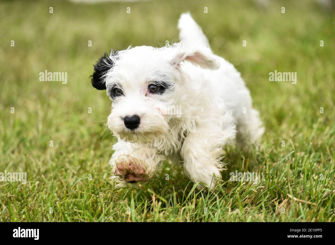 Carino cucciolo bianco minacciato terrrier di Sealyham che corre verso la fotocamera in erba Foto Stock