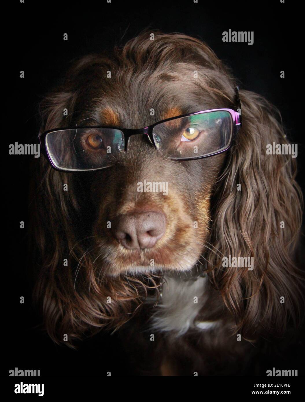 Colpo di testa di spaniel marrone che indossa occhiali o occhiali contro uno sfondo nero potrebbe illustrare gli esami oculari per i cani Foto Stock
