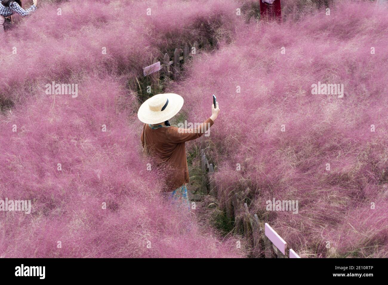 Bella rosa Hairawn muto paesaggio, Repubblica di Corea Foto Stock