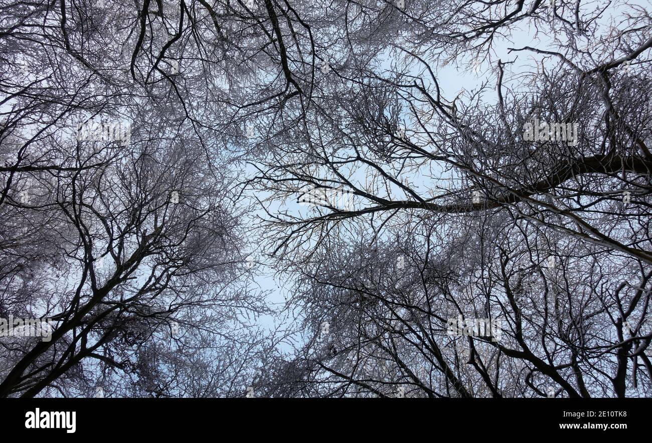 Boschi ricoperti di neve in cima a Coopers Hill, nelle Cotswolds, Inghilterra Foto Stock