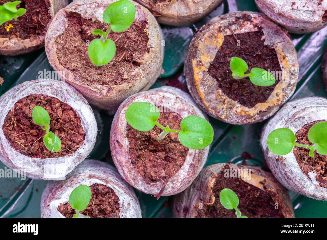 Piantine in compresse di torba. Pianta domestica che cresce. Preparazione per la stagione di piantatura Foto Stock