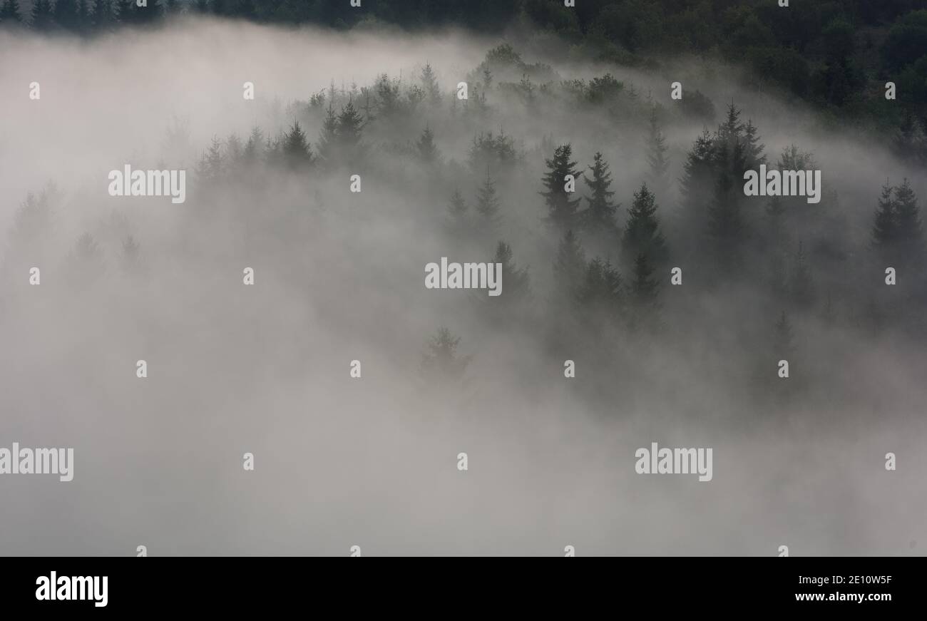 Nebbia sopra la pineta. Misty mattina vista in zona umida montagna. Foresta mista invernale. Foto Stock