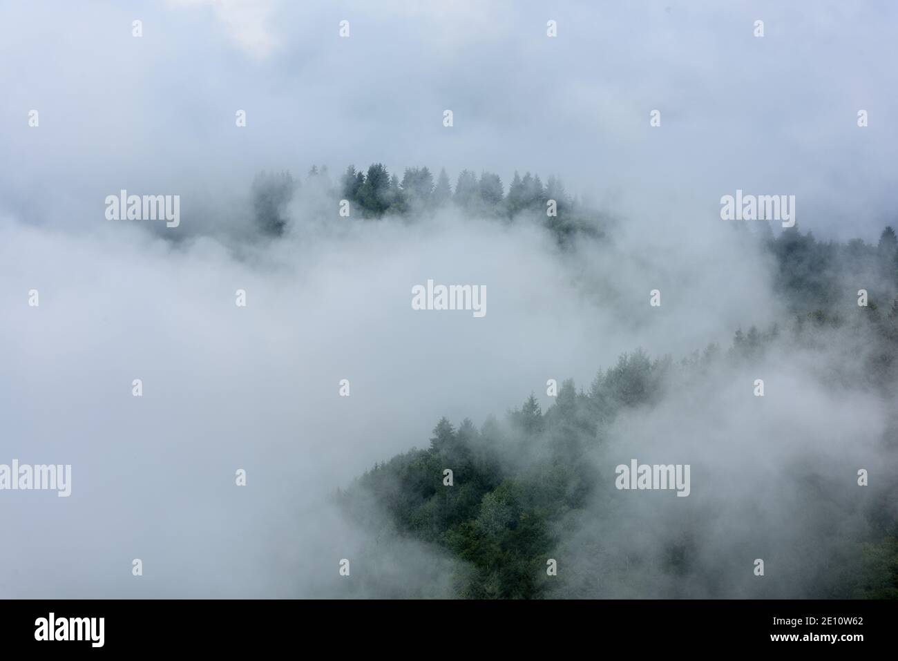 Nebbia sopra la pineta. Misty mattina vista in zona umida montagna. Foresta mista invernale. Foto Stock