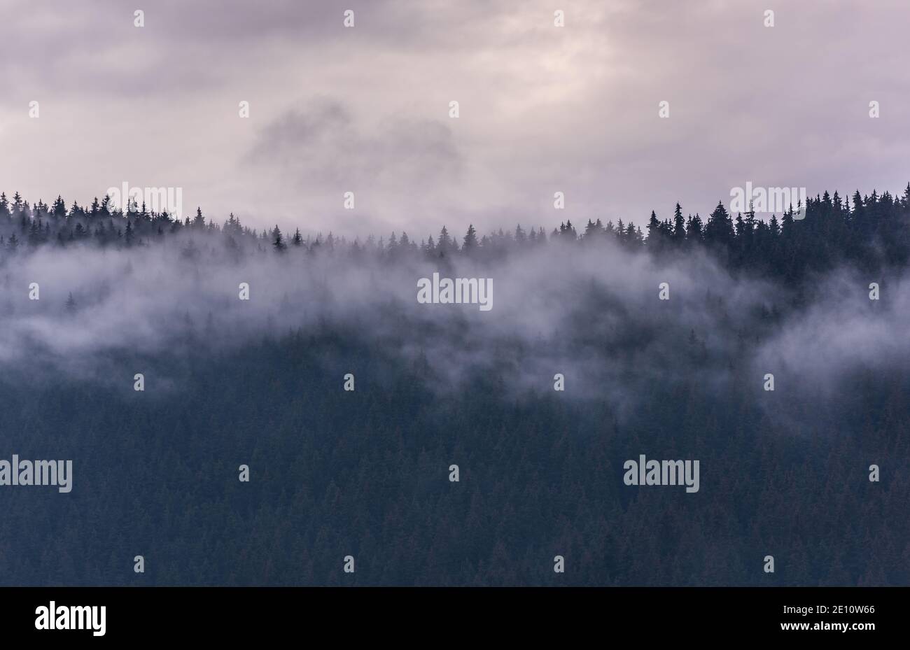 Nebbia sopra la pineta. Misty mattina vista in zona umida montagna. Foresta mista invernale. Foto Stock