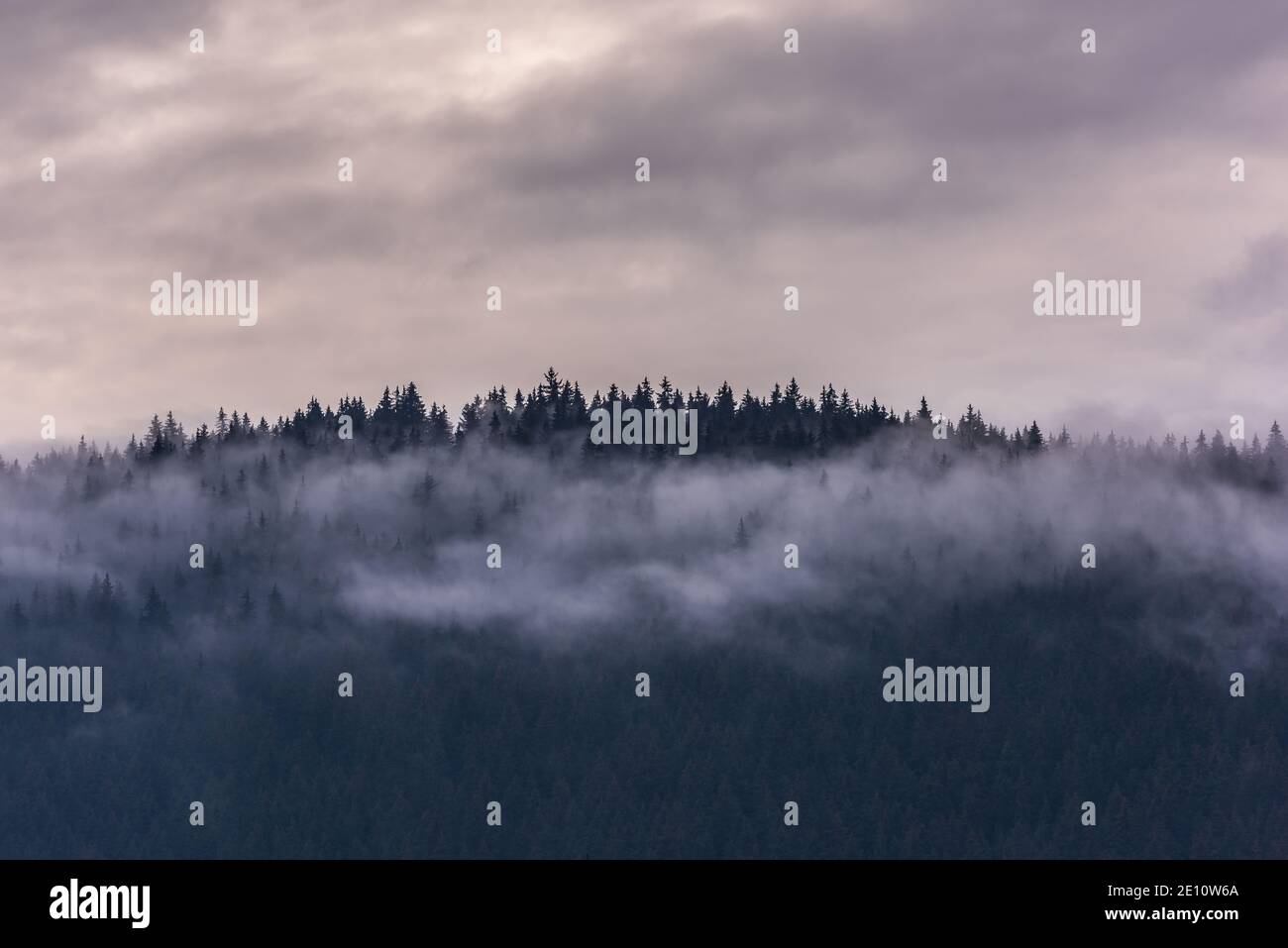 Nebbia sopra la pineta. Misty mattina vista in zona umida montagna. Foresta mista invernale. Foto Stock