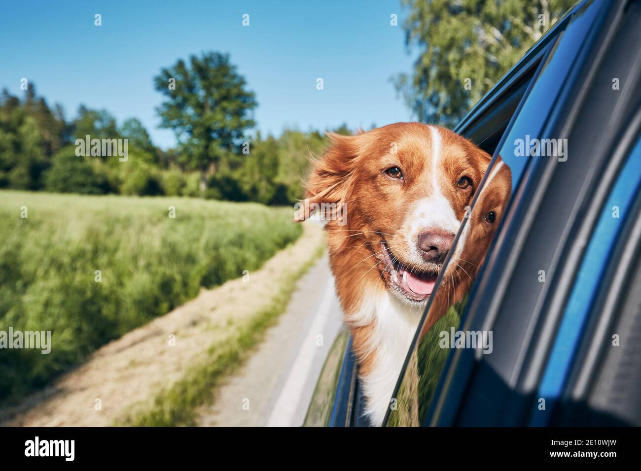 Viaggio in auto con il cane durante la soleggiata giornata estiva. Nova Scotia Duck Tolling guardare indietro la macchina fotografica e godersi un viaggio su strada. Foto Stock