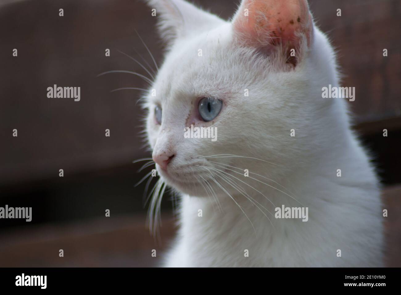 Bellissimo primo piano ritratto di gatto vagato all'aperto, animale senza casa, carino gattino di strada, gatto bianco con gli occhi blu belli Foto Stock