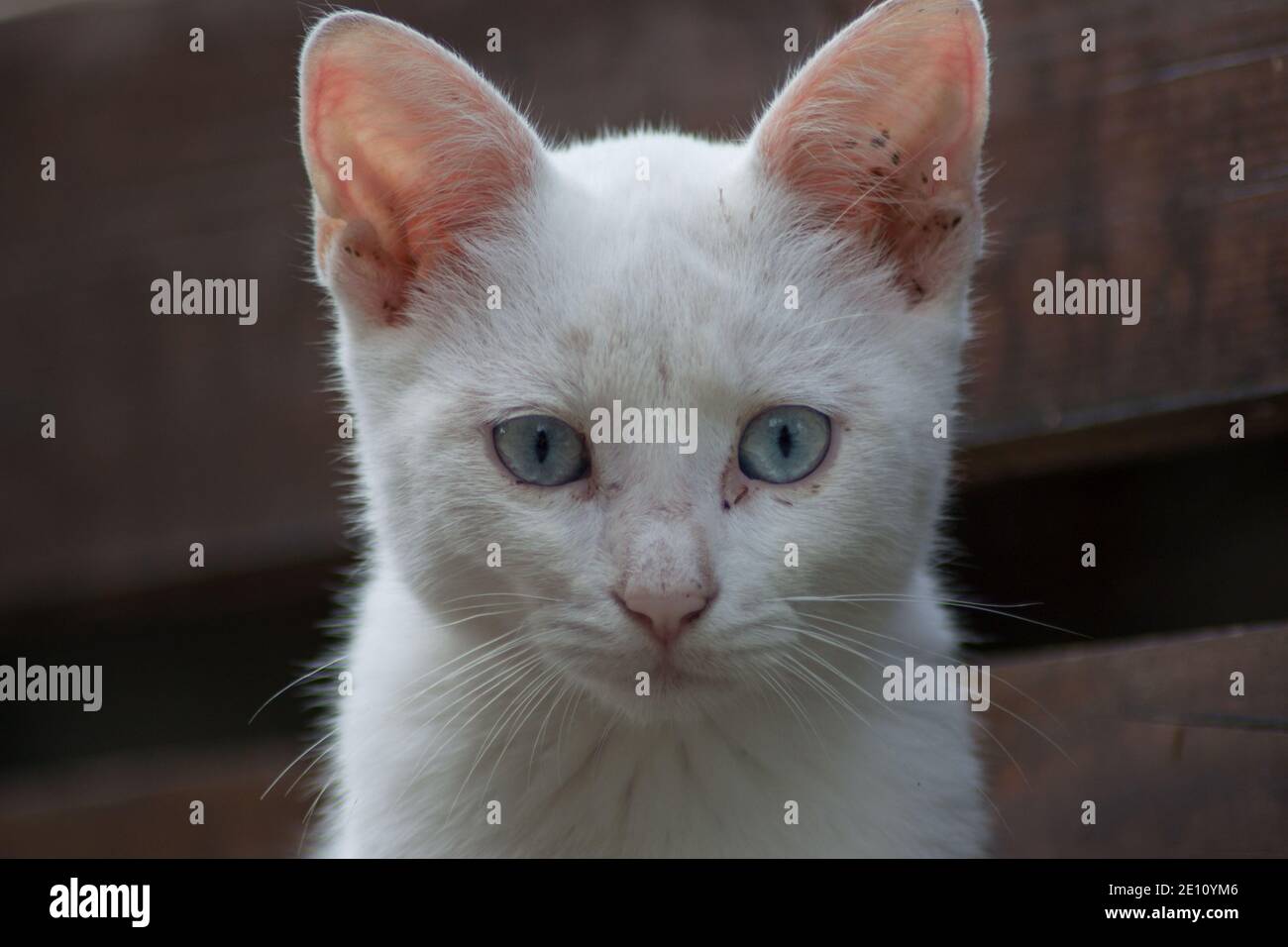 Bellissimo primo piano ritratto di gatto vagato all'aperto, animale senza casa, carino gattino di strada, gatto bianco con gli occhi blu belli Foto Stock