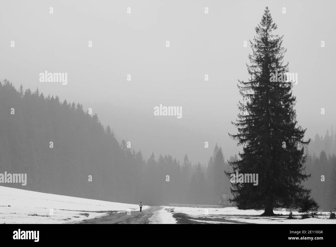 Uomo solitario che cammina da grande albero Foto Stock