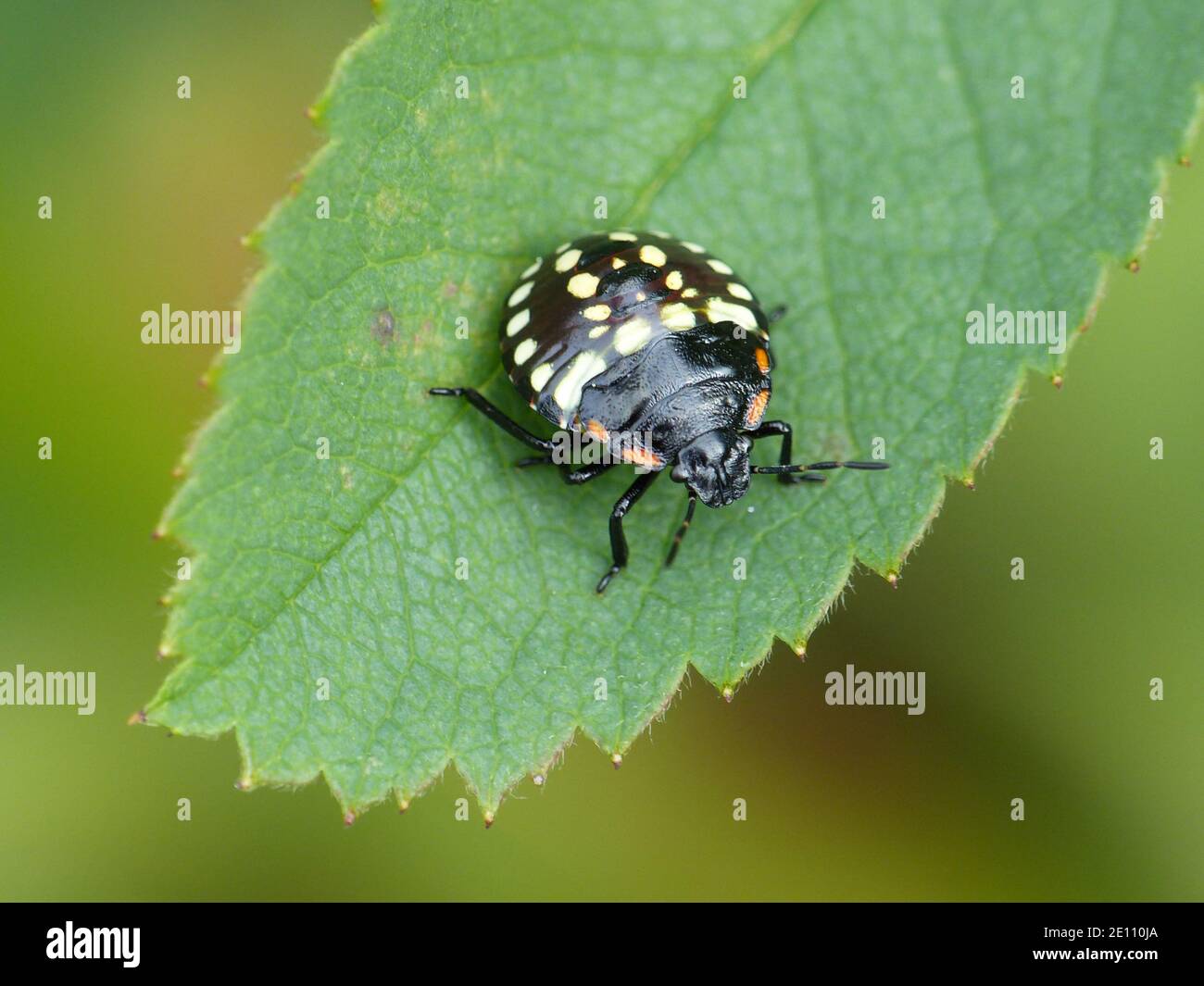 Larva di riso Bug Nezara Viridula su una foglia di rosa in Renania-Palatinato, Germania Foto Stock
