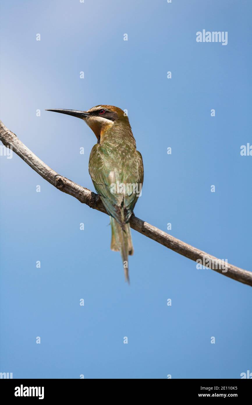 Madagascar ape-eater Merops superciliosus, adulto arroccato sulla filiale, Ankarafantsika National Park, Madagascar, ottobre Foto Stock