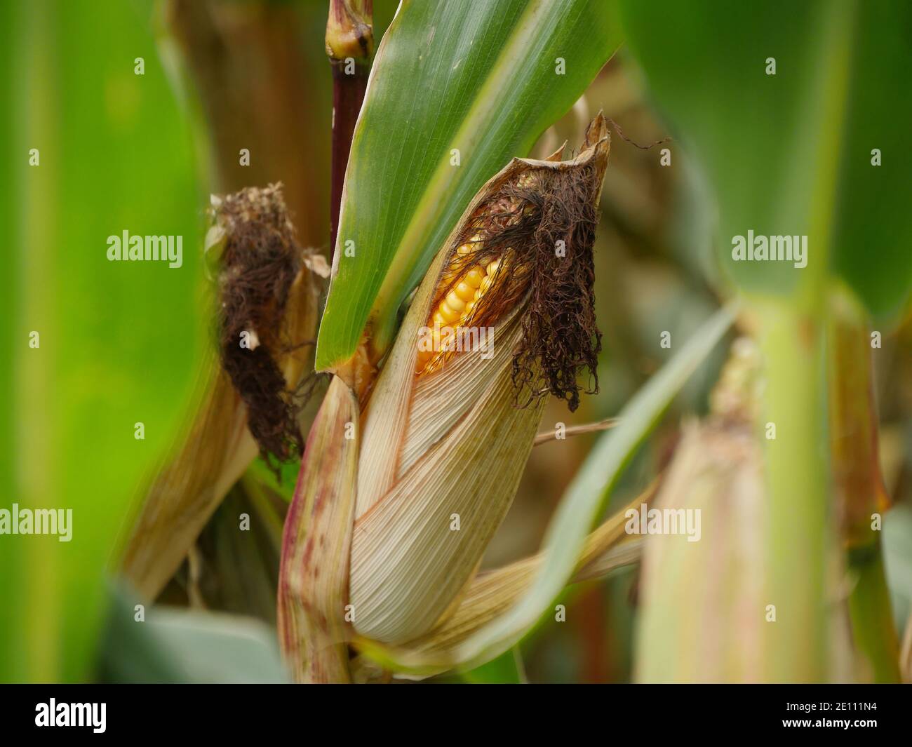 COB di mais, Maizefield Foto Stock