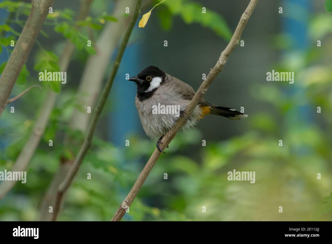 Bianco-eared bulbul Foto Stock