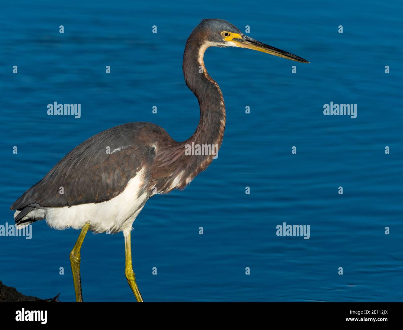 Heron tricolore, Egretta tricolore, a San Diego, California Foto Stock