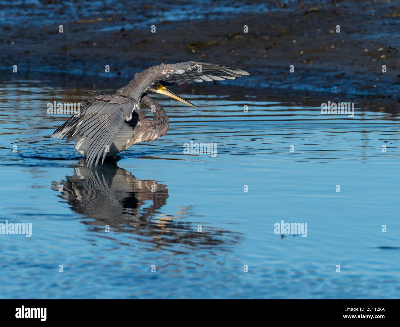 Heron tricolore, Egretta tricolore, a San Diego, California Foto Stock