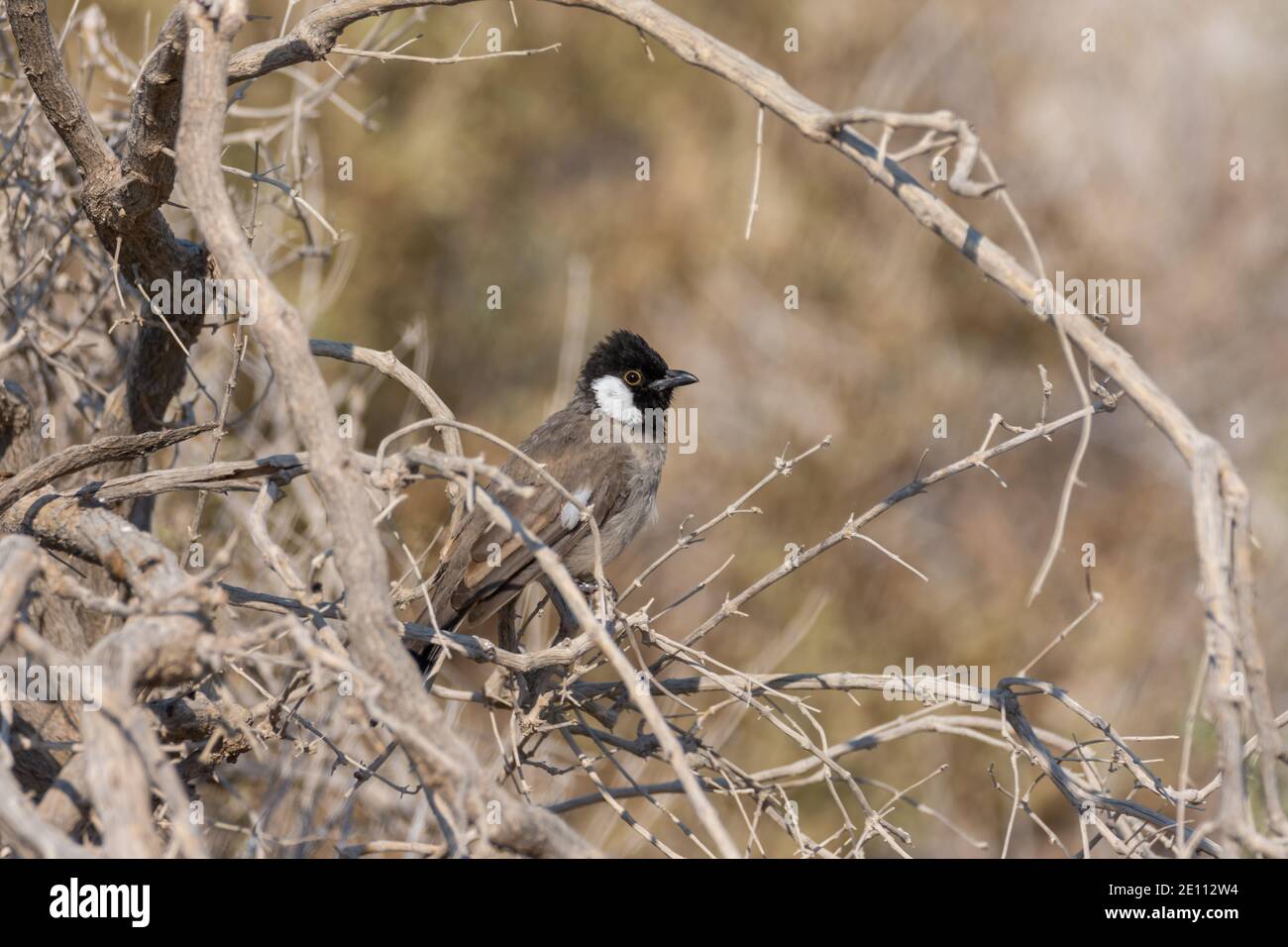 Bianco-eared bulbul Foto Stock