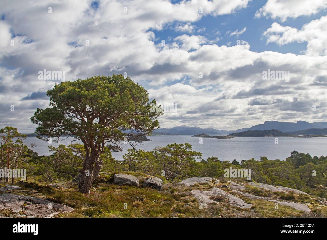 Magnifico pino in UN Fjell sull'isola di Ertvagoy Sulla costa atlantica norvegese Foto Stock