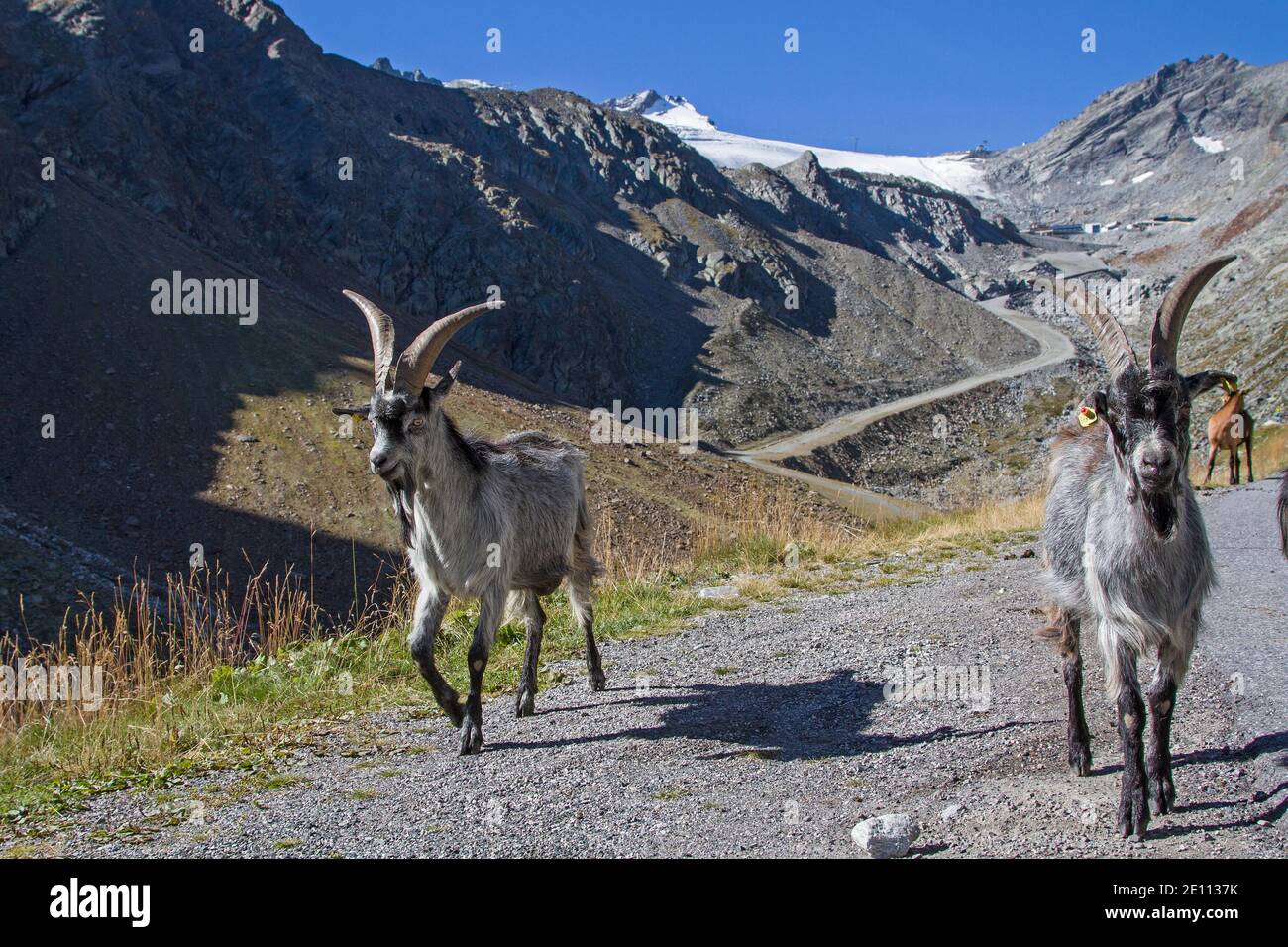 Le mandrie di capra trascorrono l'estate sui prati alpini Del Ötztal Foto Stock