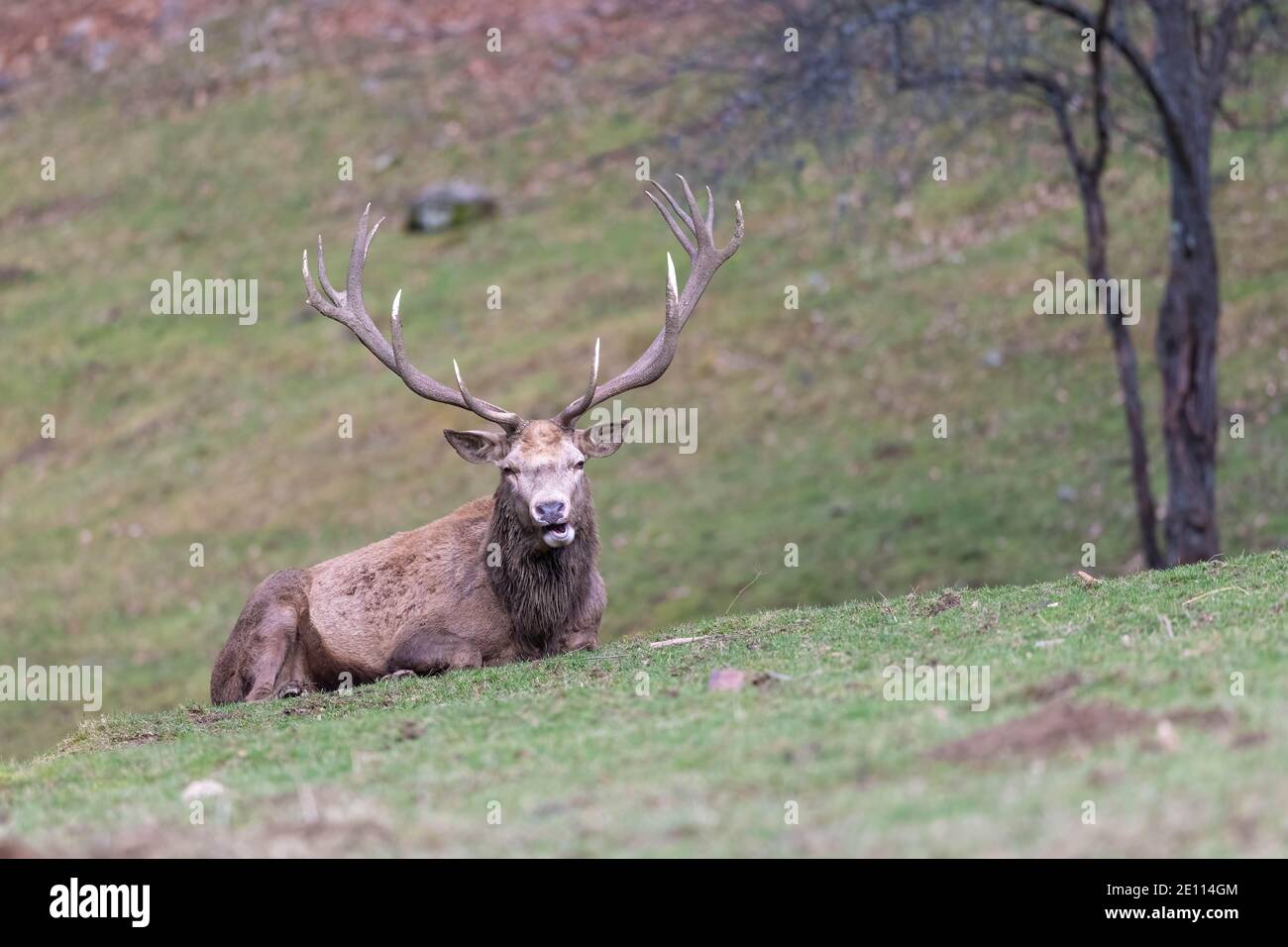 Red Deer Stag, Deer Stag seduto in un prato durante l'inverno, Red Deer Stag steso Foto Stock