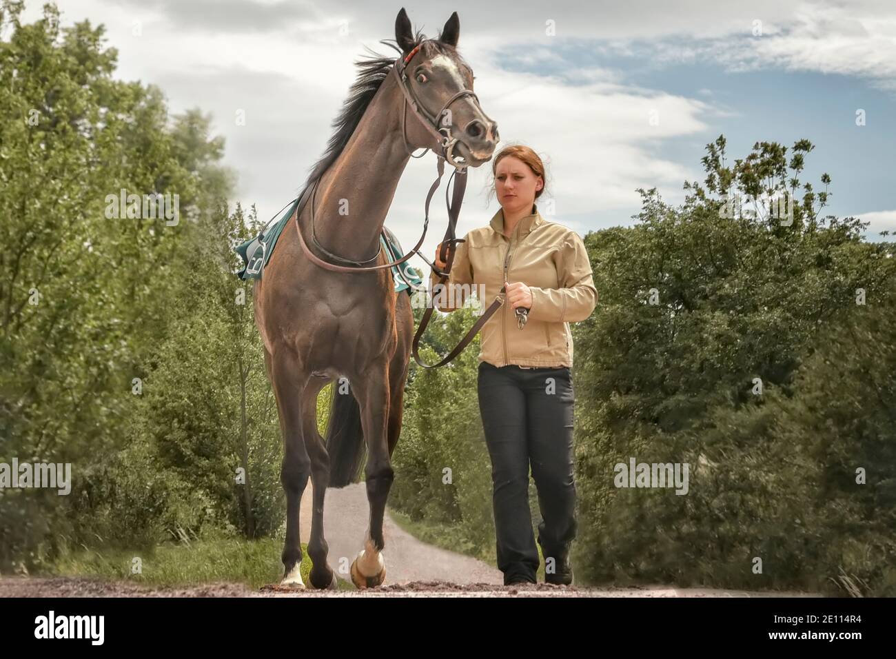 Magdeburgo, Germania - 24 giugno 2017: Assistente conduce il cavallo dietro la briglia all'ippodromo. Circuito di Magdeburgo Foto Stock