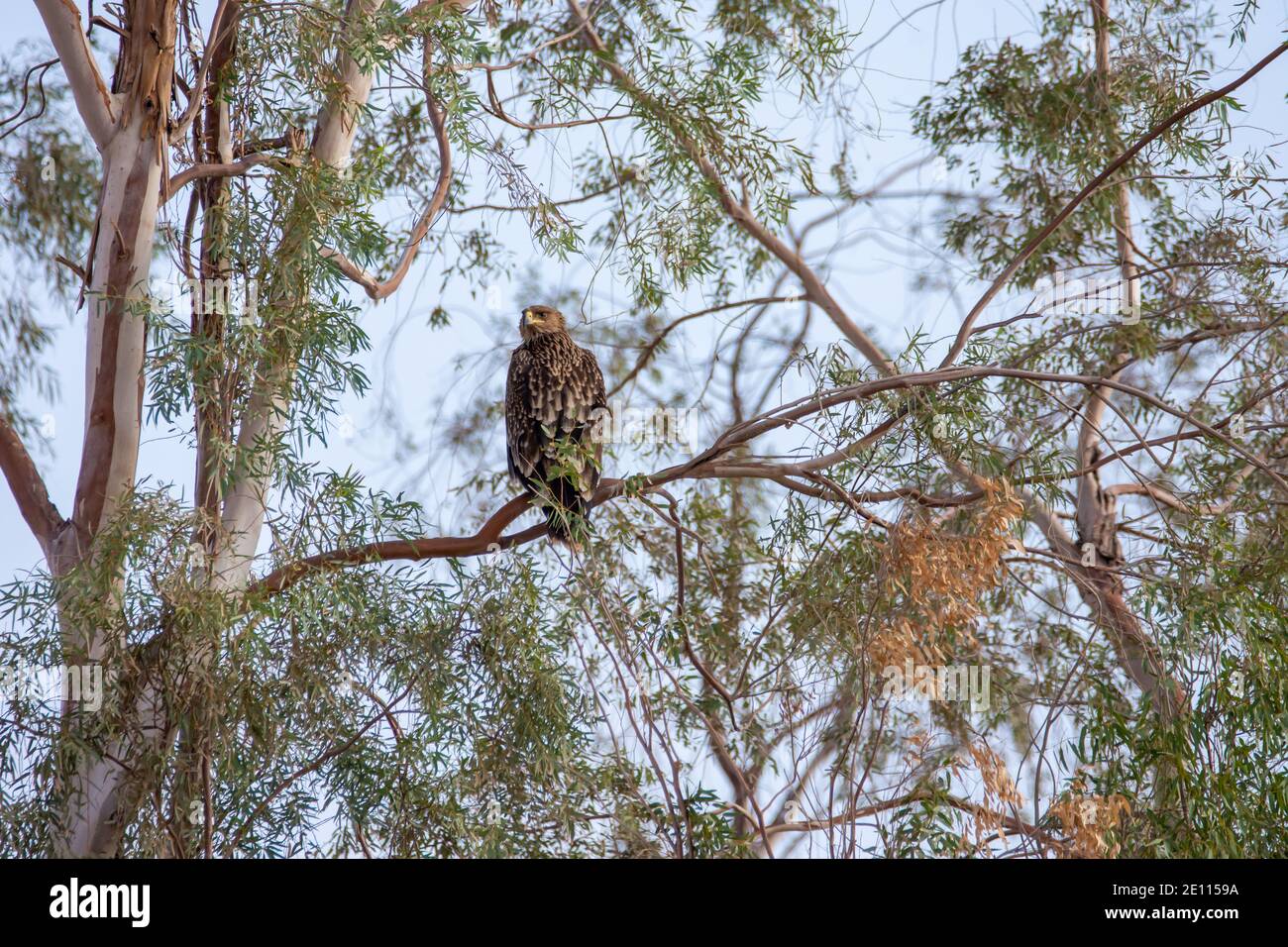 Aquila imperiale Foto Stock