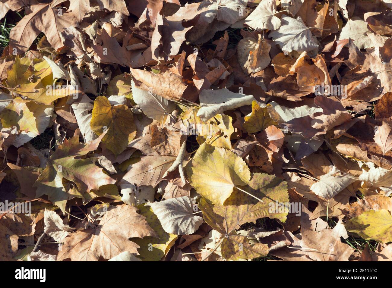 Consistenza di foglie secche sul prato. Può essere utilizzato per lo sfondo o il web design. Primo piano. Foto Stock
