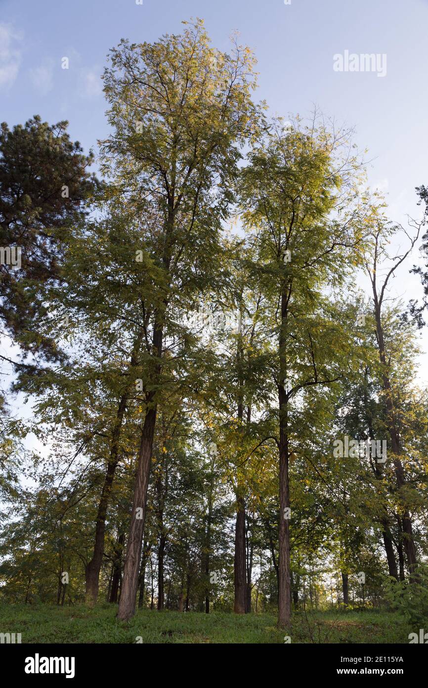 Foto di alberi di acacia retroilluminati dalla luce riflessa. Ora d'oro. Primo piano. Foto Stock