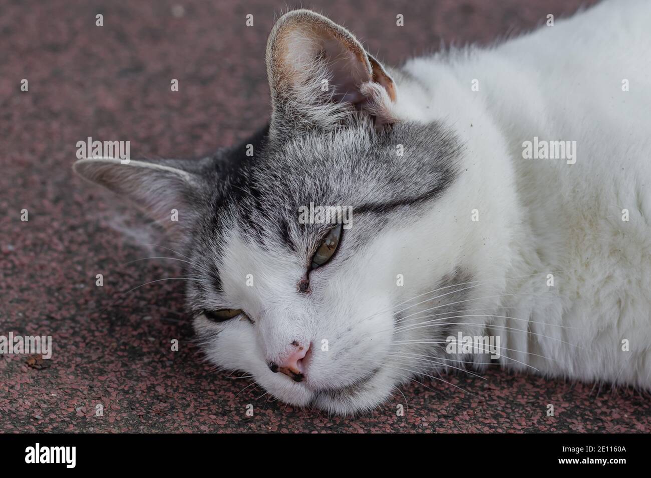 primo piano di gatto bianco e grigio che giace a terra Foto Stock