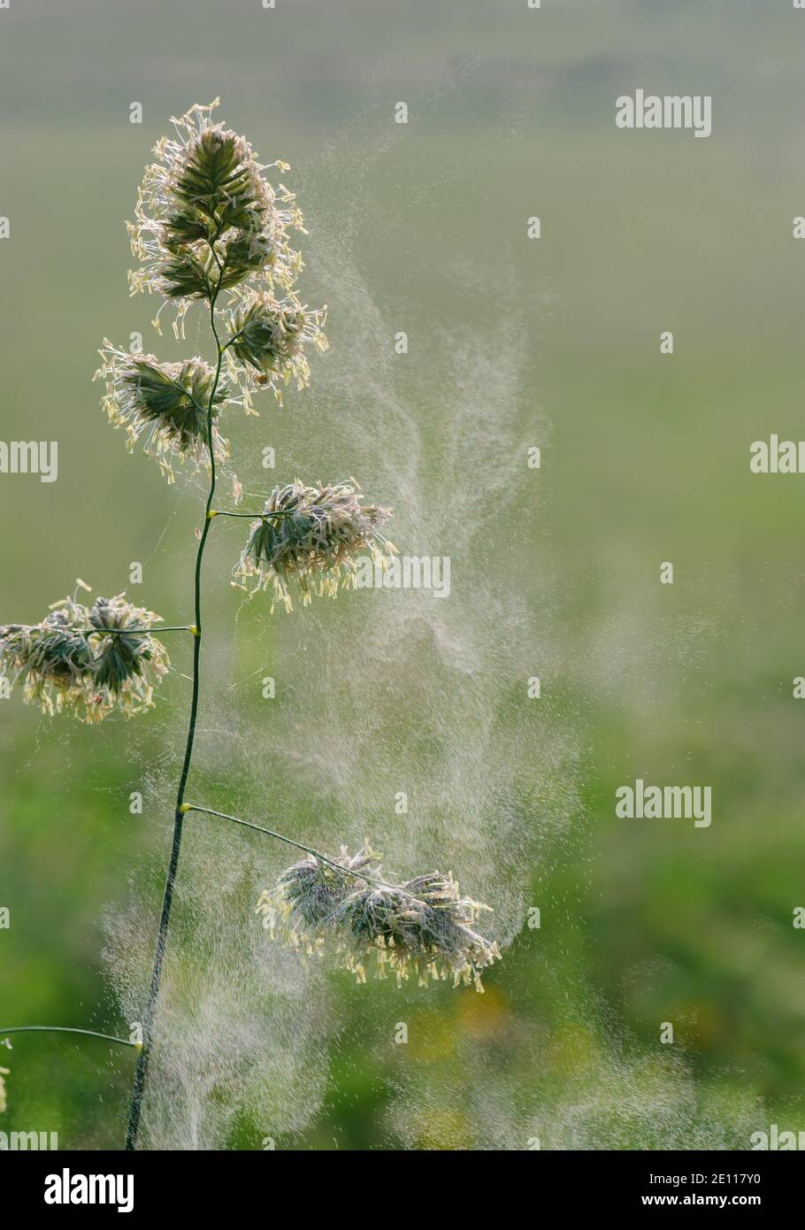 Graminacee polline Flying, Gräserpollenflug, abfliegende Gräserpollen, Pollenwolke fliegt von Gras ab Foto Stock