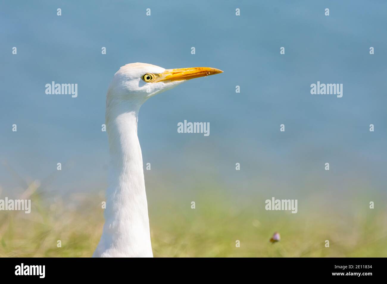 Little Egret, Reef Heron Foto Stock