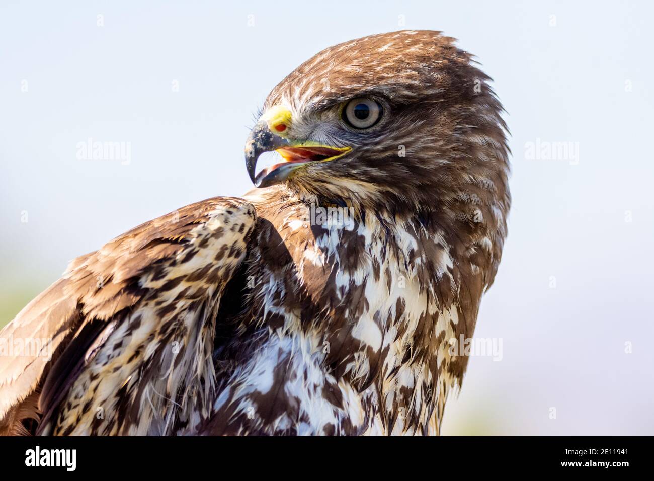 Ronzio comune, Steppe Buzzard Foto Stock