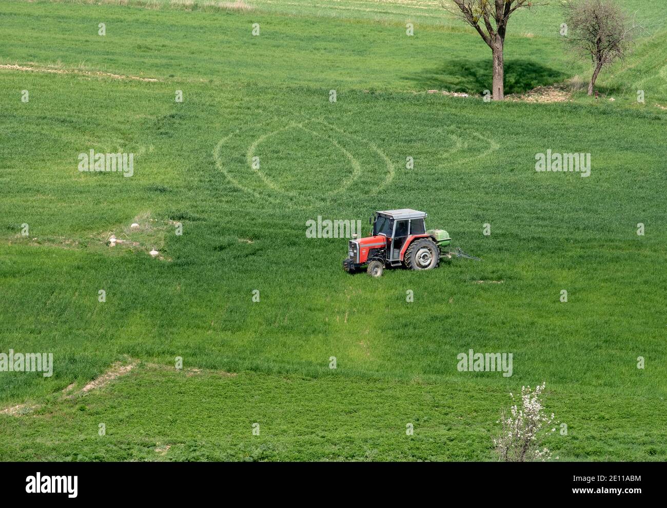 Aratri del trattore in campo agricolo . Rimozione di erbacce a radici di pianta. Coltivazione di un campo agricolo di coltura. Terreno arante Foto Stock