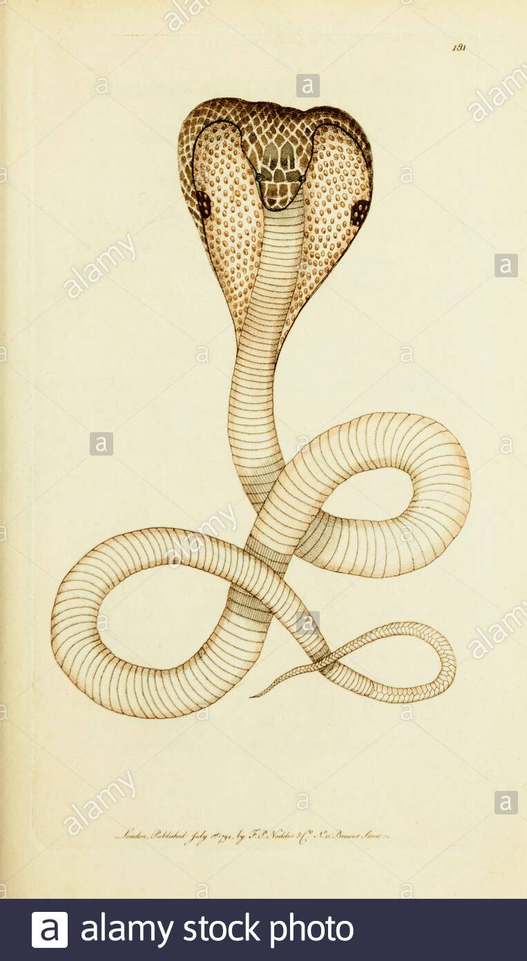 Snake con spettacolo o Cobra indiana (Naja naja), illustrazione d'annata pubblicata nella Miscellanea del Naturalista dal 1789 Foto Stock