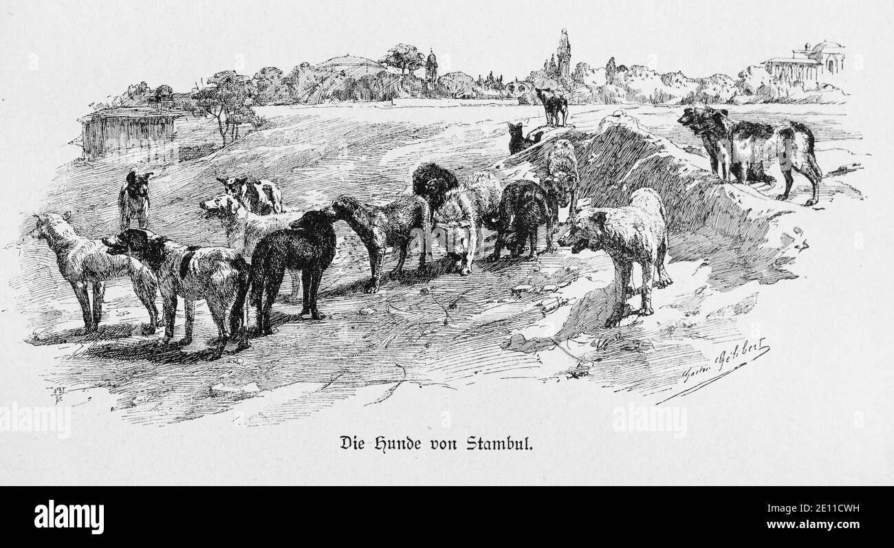 'Die Hunde von Stambul' o 'i cani di Stambul', Costantinopoli, Turchia, illustrazioni da 'die Hauptstädte der Welt', Brelasu circa 1897 Foto Stock